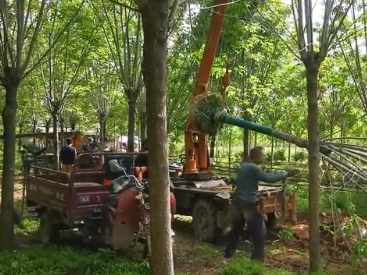 樹(shù)木的移植